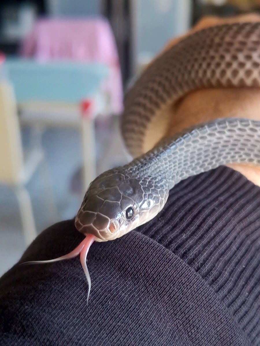 Olympian_Snakes's tweet photo. I can't get enough of her cute tongue... all plumpy and with these two super long tines 😍
#limaformosacrossi
#africanfilesnake
#クロスサンカクヘビ https://t.co/flAmjuy6uR