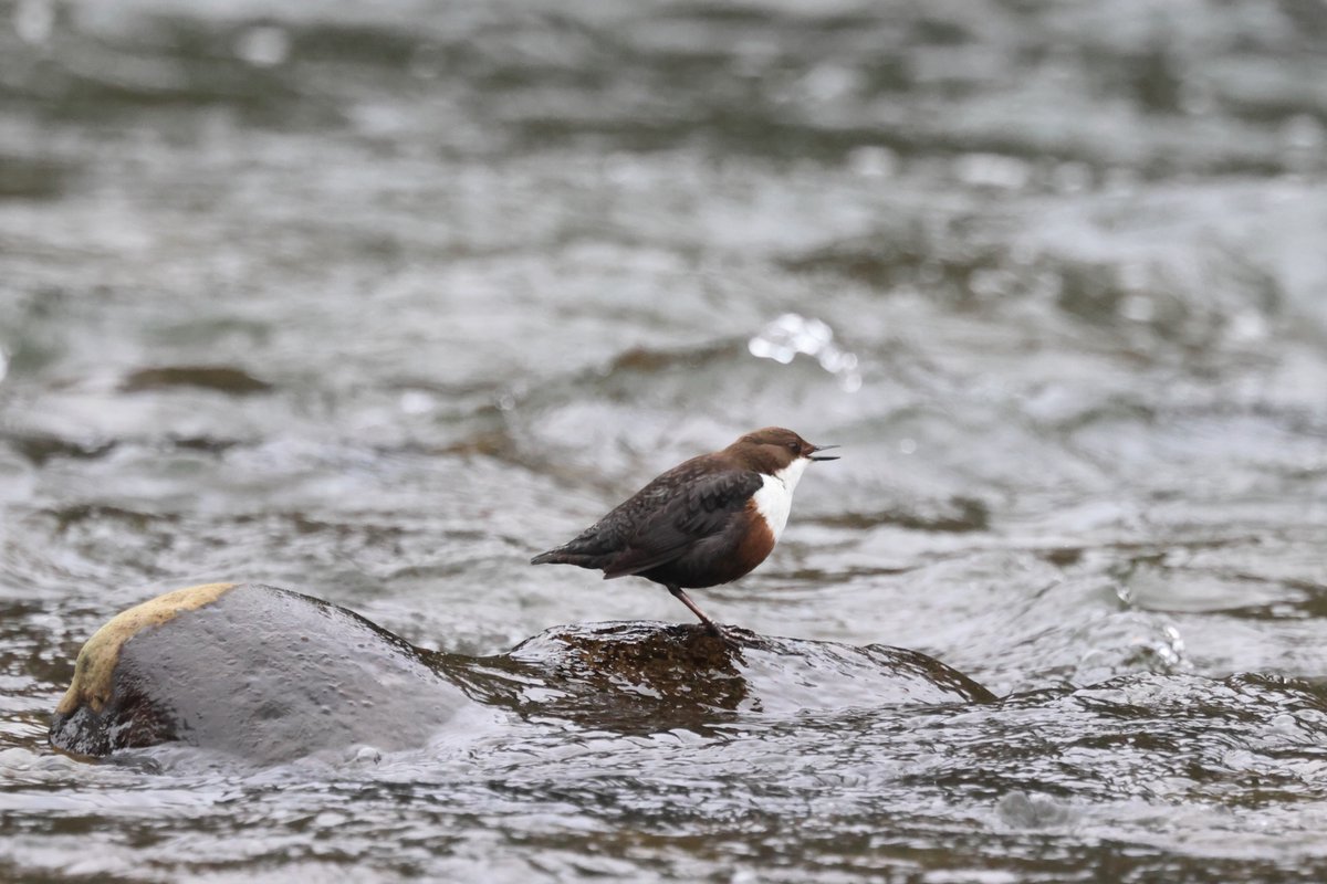 Cenric Clement-Evans tweet media