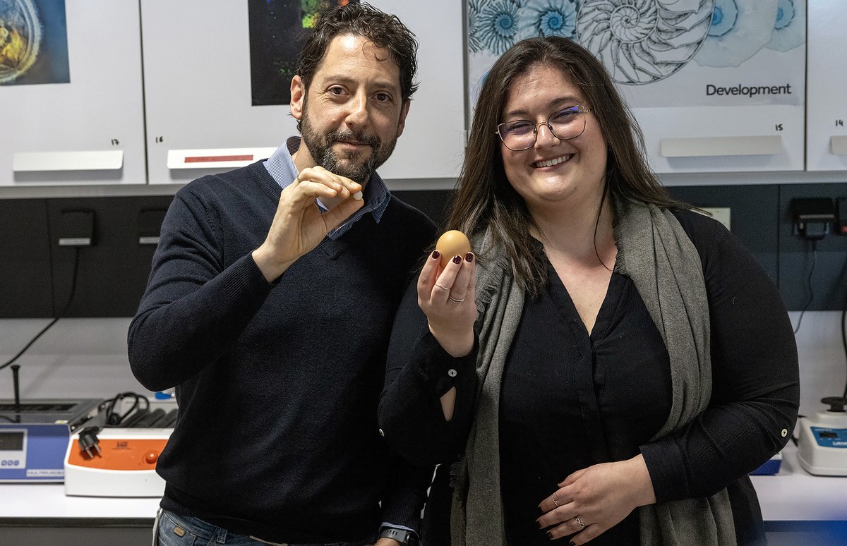 ¿Sabías que aves y mamíferos desarrollaron cerebros complejos de forma independiente?🧠🥚
Conoce el estudio liderado por Fernando García-Moreno <a href="/Ikerbasque/">Ikerbasque</a>  <a href="/AchucarroGlia/">Ʌʗʜʋʗɑɼɼʘ</a>   @UPV/EHU 
ehu.eus/es/web/campusa…