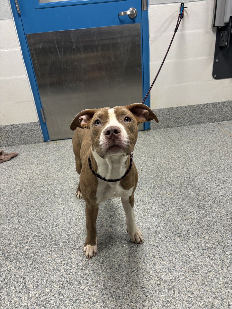 These and 6 other animals are STRAYS turned into the PWC Animal Services Center between 02/11/2025 - 02/13/2025. We post photos of stray animals brought to the Center a couple of times each week to help owners find their missing pets. If you believe your pet is at the Center,