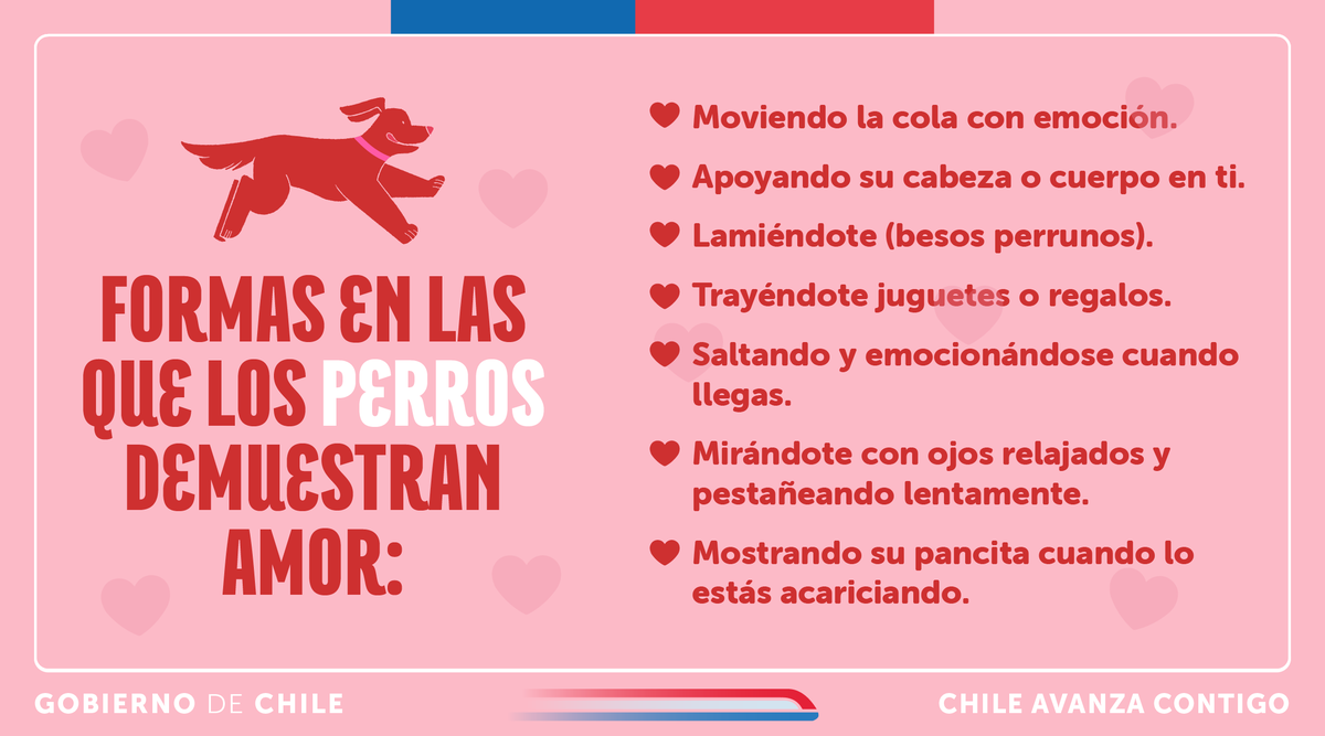Subdere_Aysen's tweet photo. ¡Hoy es el Día de los Enamorados, pero el amor no solo se celebra entre humanos! 🐾❤️Hoy, haz que tu animal de compañía también se sienta especial. Un abrazo, un juguete o una caricia🥰

Demuestra tu amor con una tenencia responsable. Inscríbela en https://t.co/RykbIlR7QU https://t.co/jaAIhcIIor