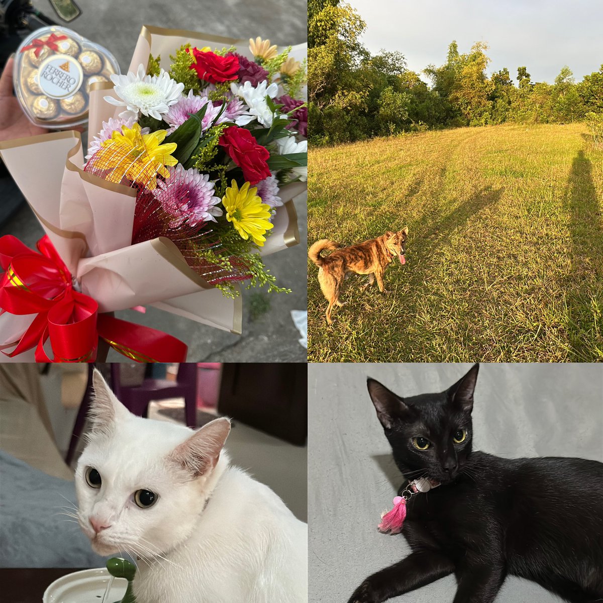 GerminoRics7's tweet image. Happy Valentines!

Cheers to all forms of love out there 💕

#ValentinesDay  #valentines #pawkids #cats #dog #pawkids124 #furparents #paws #pets #arff #meow