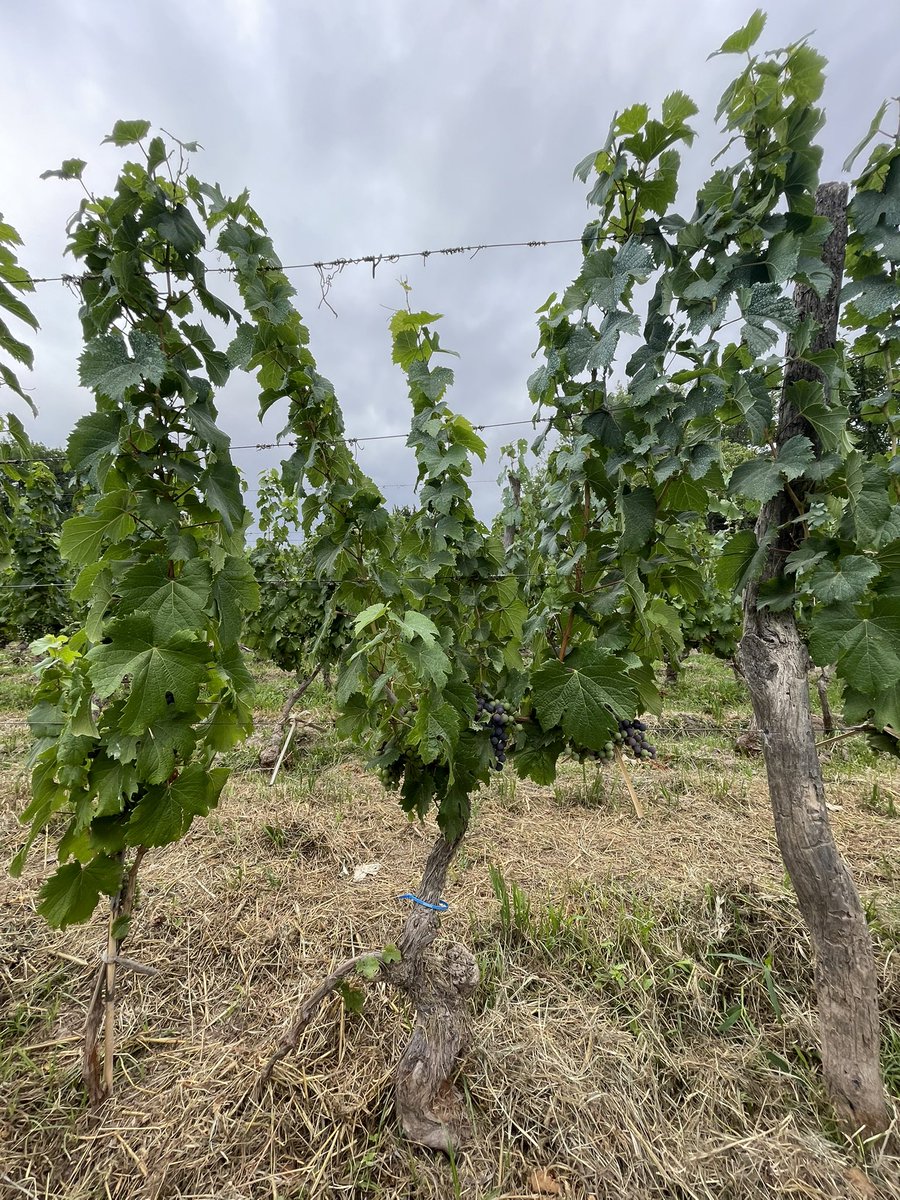 Sebastián GT tweet media