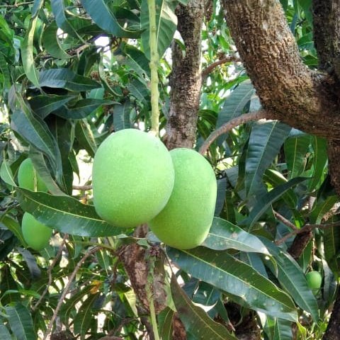 Amey_1986's tweet image. #NewProfilePic
#mangoman 
#टीम_आंबा 🥭