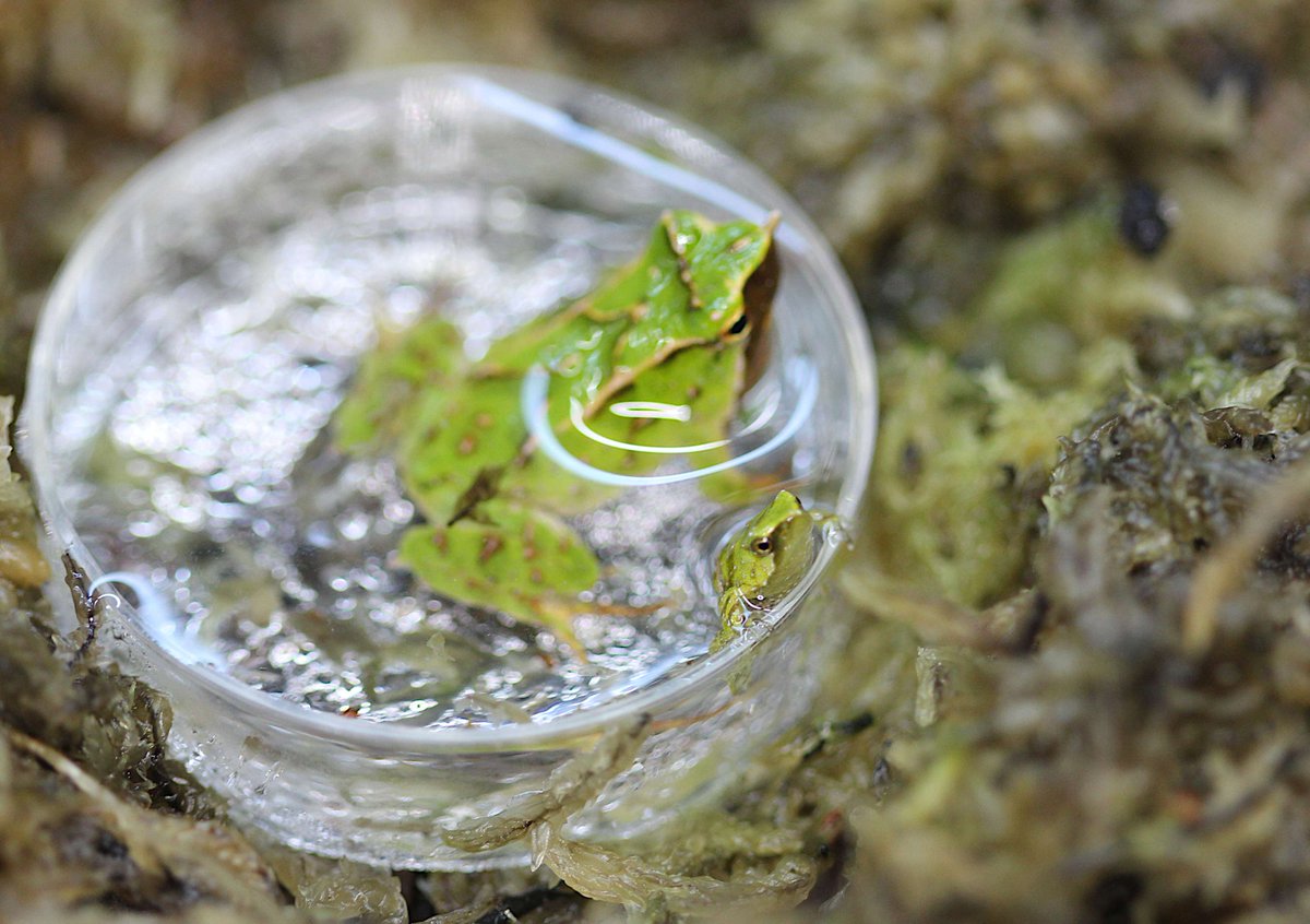 IUCN SSC Amphibian Specialist Group (@iucn_asg) on Twitter photo 33 froglets of the endangered Darwin's Frogs have been born at <a href="/zsllondonzoo/">London Zoo</a> .
This a major step in the conservation of Darwin’s frog from the devastating impact of chytrid fungus.
Read more here: londonzoo.org/zoo-stories/ne…
#FrogFriday 33 froglets of the endangered Darwin's Frogs have been born at <a href="/zsllondonzoo/">London Zoo</a> .
This a major step in the conservation of Darwin’s frog from the devastating impact of chytrid fungus.
Read more here: londonzoo.org/zoo-stories/ne…
#FrogFriday