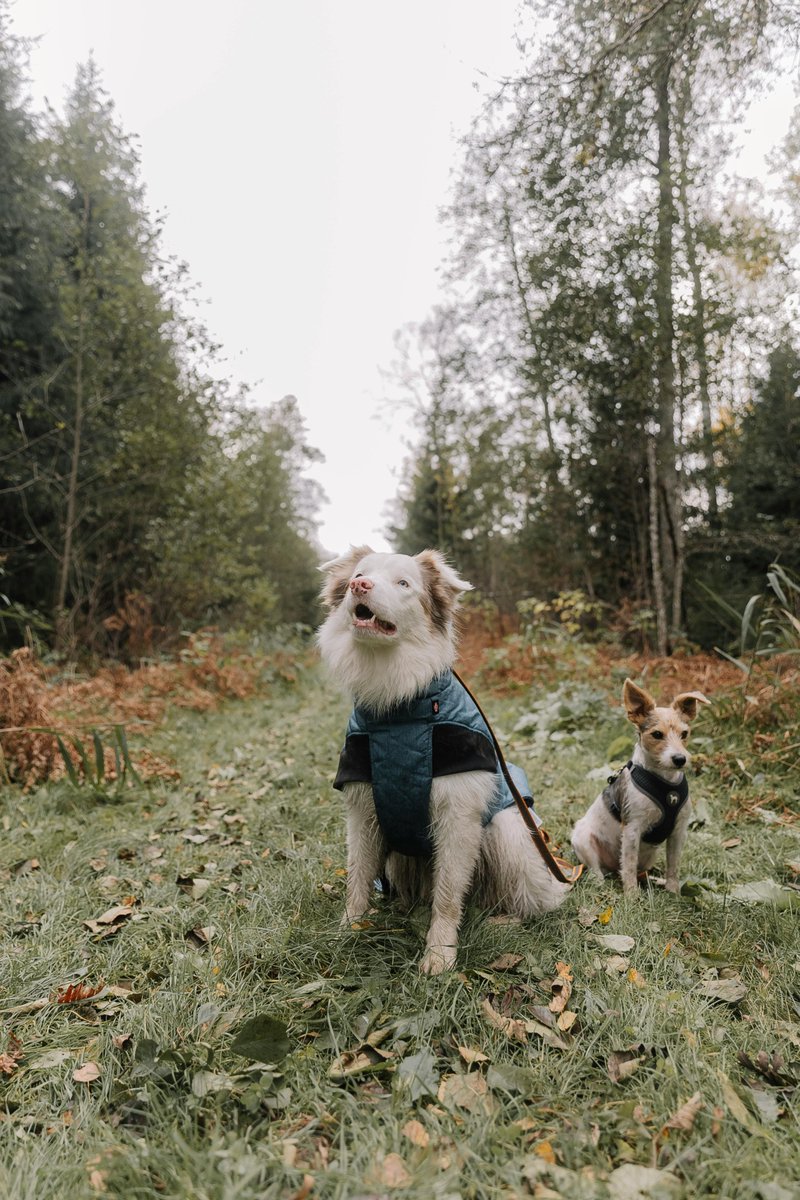 Dettsforpets's tweet image. Dress your pets for winter! Sweaters or jackets help dogs, especially small or short-coated breeds. Keep cats cozy indoors with blankets or heated pads for extra warmth. 

#DettsForPets #WinterPetCare #DressForTheWeather #CozyPets #DogSweaters #PetWarmth #ColdWeatherTips