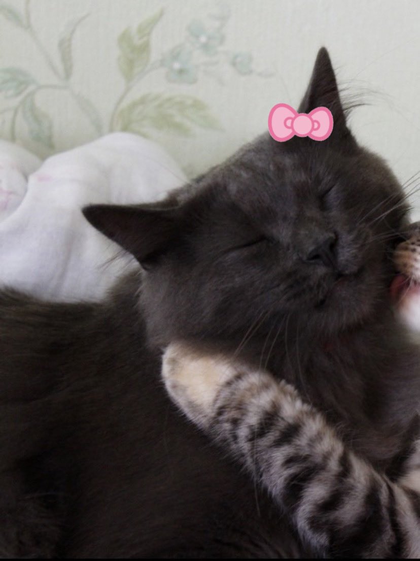 animalswithbows's tweet image. &amp;lt;3