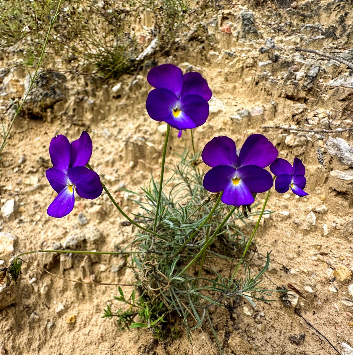 The thallium hyperaccumulator Viola allchariensis at the Allchar site in North Macedonia. It is a steno-endemic species that is incredibly rare and known from perhaps only a few hundred individuals growing on arsenic-thallium enriched soils.