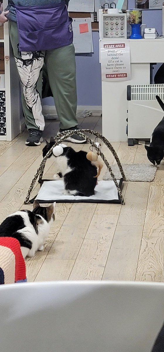 Nothing more relaxing than chilling out  and working at a Cat Cafe - <a href="/PawsCatCafe/">Paws Cat Cafe</a> #CatCafe #Relaxed