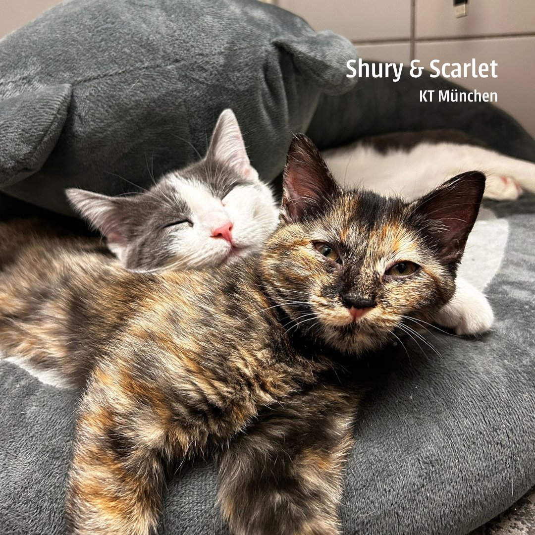 🌹😻 Valentinstagszauber im Katzentempel! 🐈
Hast Du den Valentinstag heute mit einer besonderen Person im Katzentempel verbracht? Markiere sie oder verrate uns, mit wem Du gerne vorbeigekommen wärst. 💚 

#katzentempel #valentinstag #dateideen #valentinesday #veganrestaurant