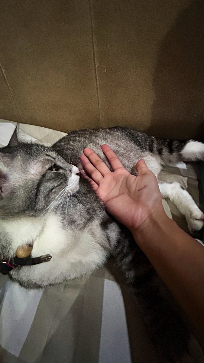 Luka pertama di 2025 dipersembahkan oleh manusia bulu yg sok innocent ini 🙃
Untung tidak dikira suicide 😩😩