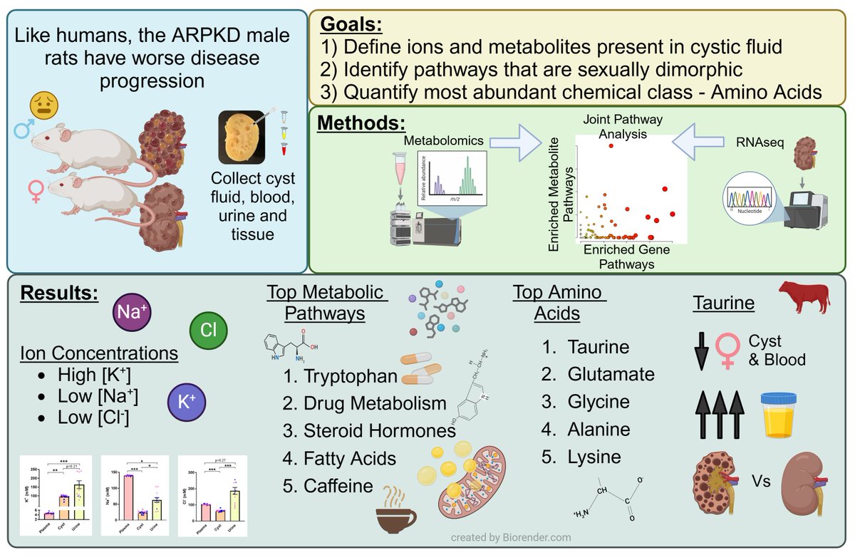 Chris Klemens (@c_a_klemens) on Twitter photo Our new paper in <a href="/CommsBio/">Communications Biology</a> on sex differences in #PolycysticKidneyDisease cyst fluid composition is out!
<a href="/staruschenko/">Alexander Staruschenko</a> <a href="/OPalygin/">Oleg Palygin</a> <a href="/lashodya/">Lashodya Dissanayake</a> <a href="/ritasemenikhina/">Rita Semenikhina</a> <a href="/Adrian__Zietara/">Adrian Zietara</a>
nature.com/articles/s4200… Our new paper in <a href="/CommsBio/">Communications Biology</a> on sex differences in #PolycysticKidneyDisease cyst fluid composition is out!
<a href="/staruschenko/">Alexander Staruschenko</a> <a href="/OPalygin/">Oleg Palygin</a> <a href="/lashodya/">Lashodya Dissanayake</a> <a href="/ritasemenikhina/">Rita Semenikhina</a> <a href="/Adrian__Zietara/">Adrian Zietara</a>
nature.com/articles/s4200…