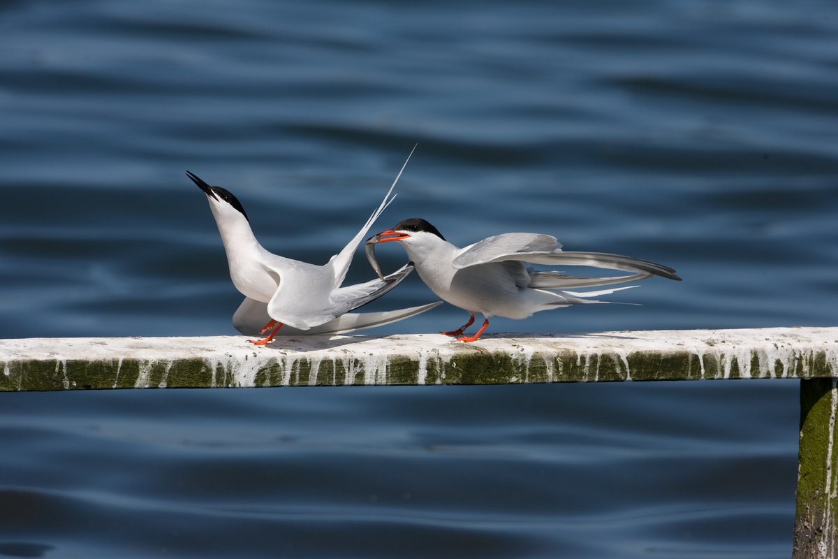 Roses are red, 
Violets are blue, 
Birds are cool,
can I go birdwatching with you? 💕

We're offering 10% off all items available on our website from today through to Sunday. Use the code LOVEBIRD10.

Valid until midnight GMT on Sunday the 16th opticron.co.uk