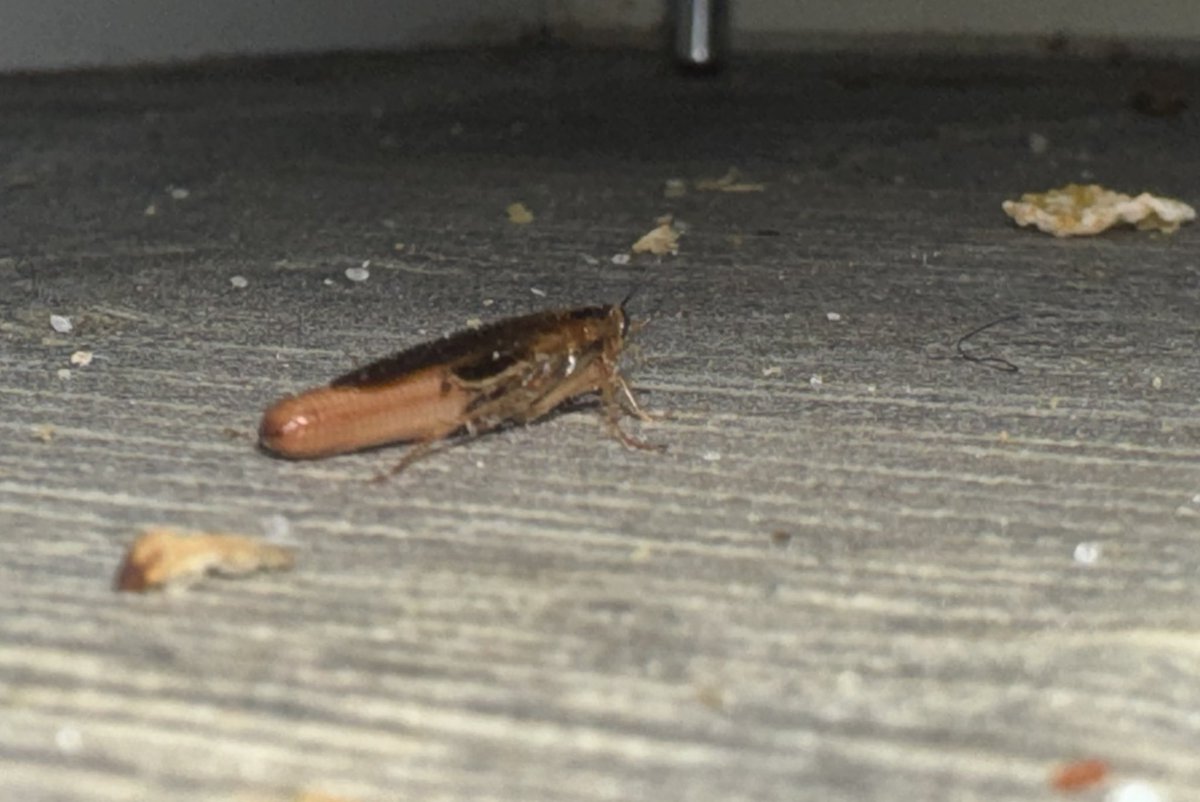 Gotta love a good roach job.