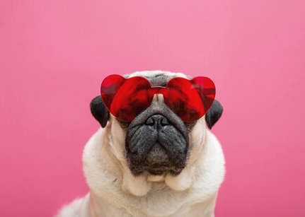 Constellation Digital Partners tweet media