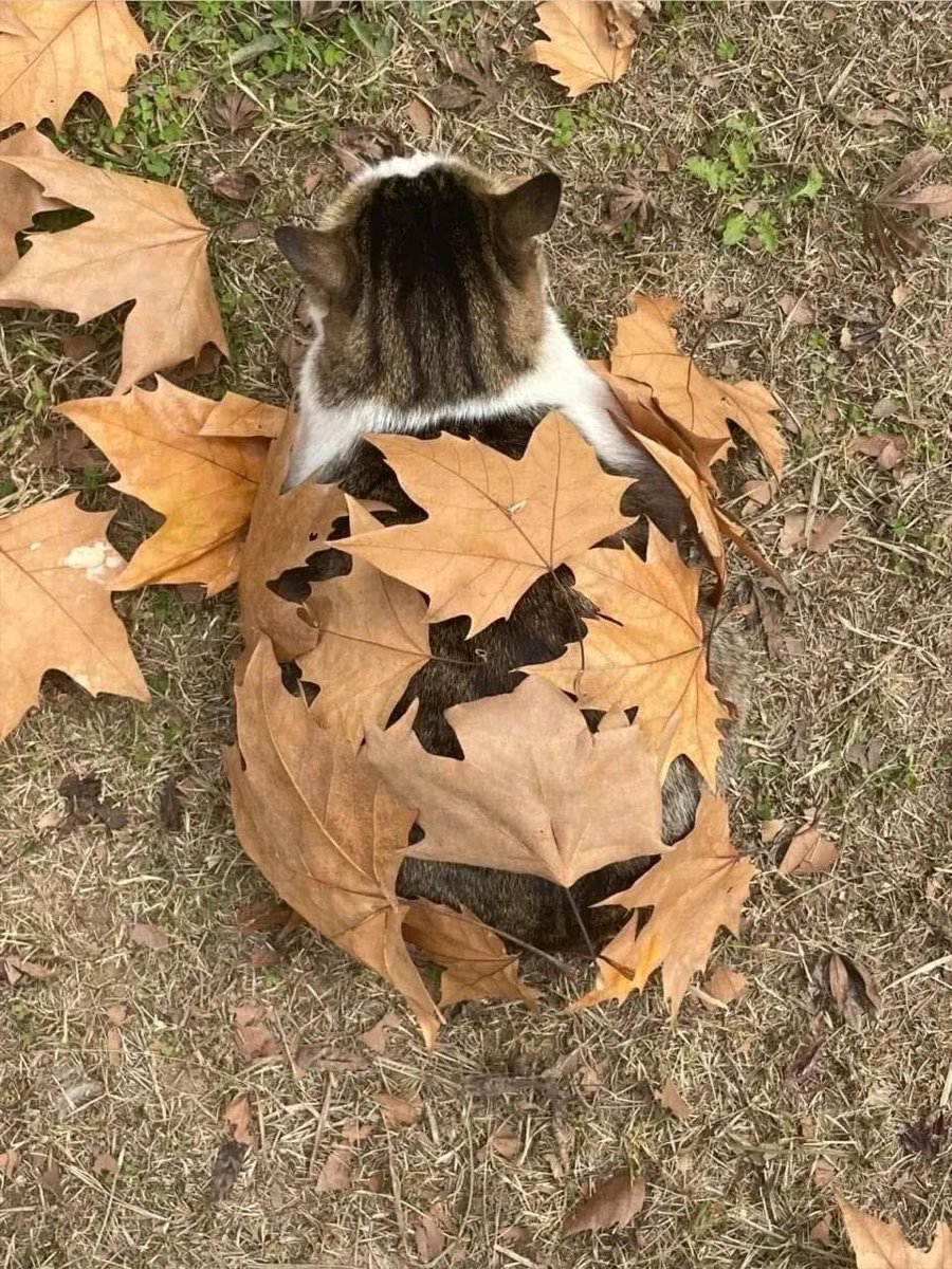 ShouldHaveCat's tweet photo. Have you tried Maple Loaf? 😋 https://t.co/w0FWUwxI3s