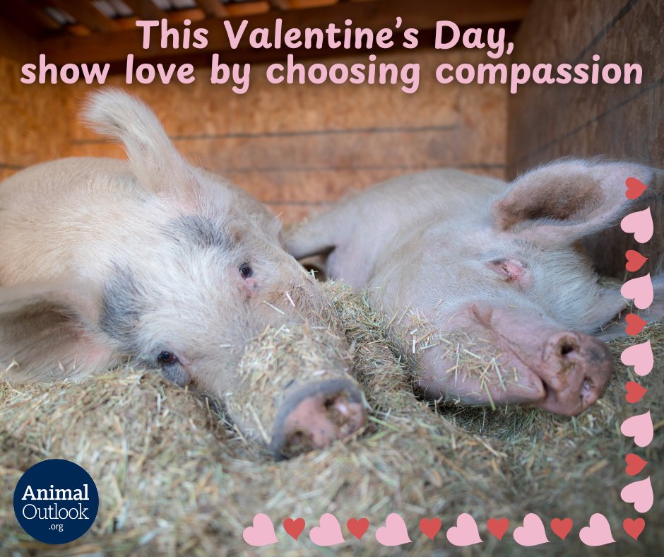💝 This Valentine's Day, show love by choosing compassion. Because love knows no species — and every heart deserves to beat freely. 💘
Choose love at every meal. Take the VegPledge today - vegweek.com 🌱
#VeganLove #CompassionInAction #ValentinesDay