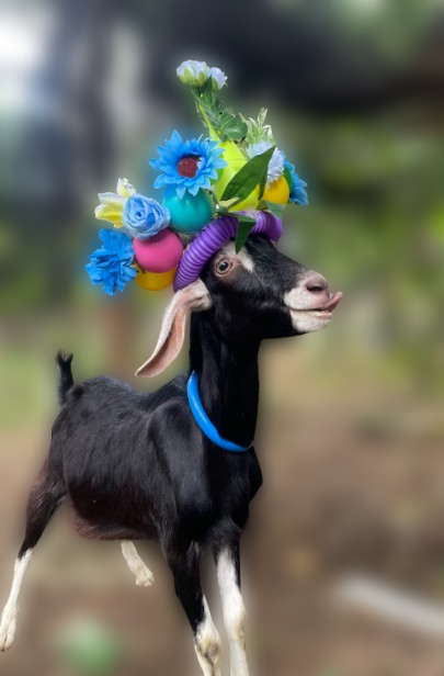 GOBROS_sol's tweet photo. BOUGHT $GOBROS AND NOW MY GOATS EAT BETTER THAN ME 🐐🥗
Join the herd before they start charging for autographs! https://t.co/2AAibXdBMC