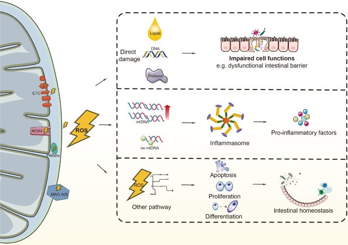 #Mitochondrial damage can contribute to #InflammatoryBowelDisease, catch up with the literature with this review online now:
mucosalimmunology.org/article/S1933-…