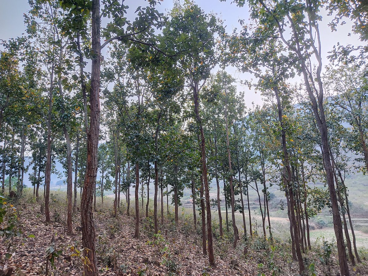 imiswarchandra's tweet photo. ମୁ ଶୁଣୁଛି କାହା ସ୍ୱର  ଠିଆ ହୋଇ ମୋ ବିଚିତ୍ର ସ୍ବପ୍ନ ଛାଇରେ ? https://t.co/TyKnkKbch9