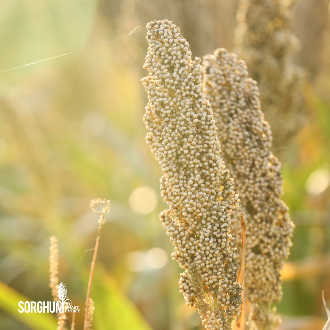 ❤️ Happy Valentine’s Day from the United Sorghum Checkoff Program! Today, we’re spreading the love for sorghum – the crop that’s as versatile as it is sustainable! 🌍 #SorghumSustains