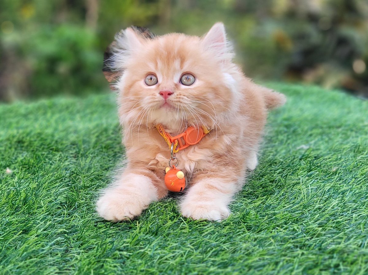 Berryfour's tweet image. ลูกชาย ลูกสาว พร้อมย้ายบ้านค้าบบบ
พิกัด ลาดกระบัง กทม
#หาบ้านให้น้องแมว #แมวเปอร์เซีย #ขายแมว
#น้องแมว 
สินสอดไม่แพง