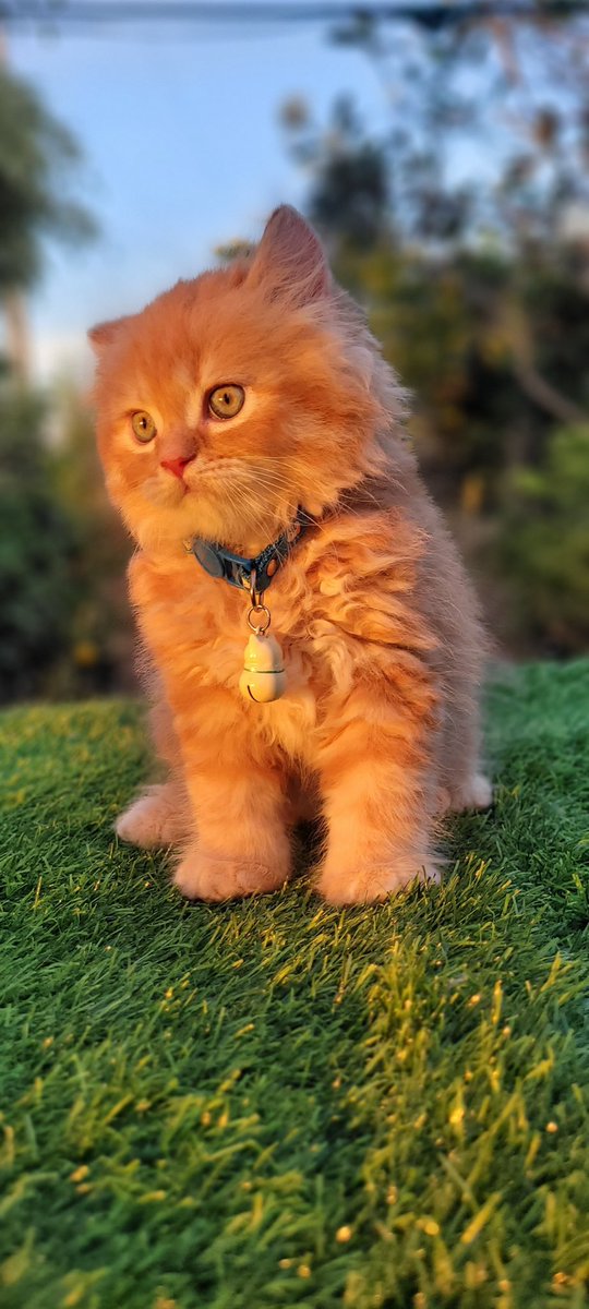 Berryfour's tweet image. ลูกชาย ลูกสาว พร้อมย้ายบ้านค้าบบบ
พิกัด ลาดกระบัง กทม
#หาบ้านให้น้องแมว #แมวเปอร์เซีย #ขายแมว
#น้องแมว 
สินสอดไม่แพง