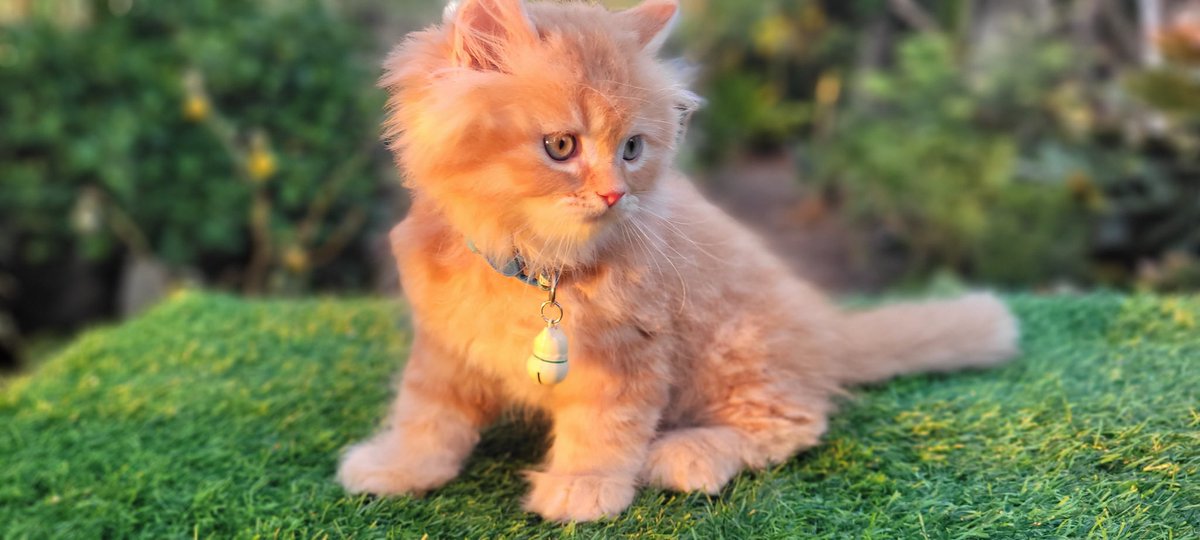 Berryfour's tweet image. ลูกชาย ลูกสาว พร้อมย้ายบ้านค้าบบบ
พิกัด ลาดกระบัง กทม
#หาบ้านให้น้องแมว #แมวเปอร์เซีย #ขายแมว
#น้องแมว 
สินสอดไม่แพง