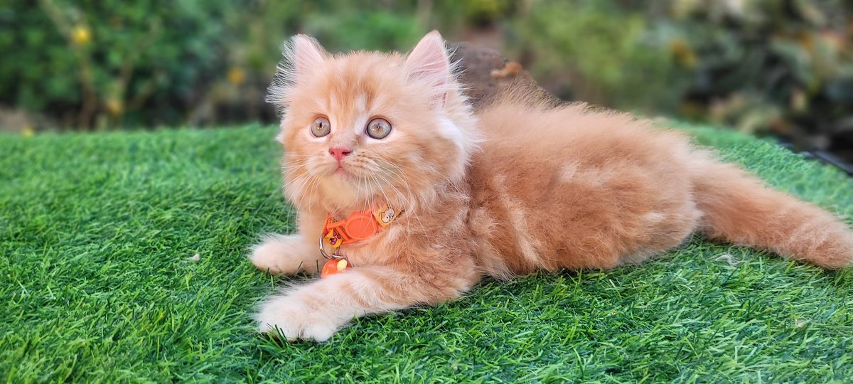 Berryfour's tweet image. ลูกชาย ลูกสาว พร้อมย้ายบ้านค้าบบบ
พิกัด ลาดกระบัง กทม
#หาบ้านให้น้องแมว #แมวเปอร์เซีย #ขายแมว
#น้องแมว 
สินสอดไม่แพง