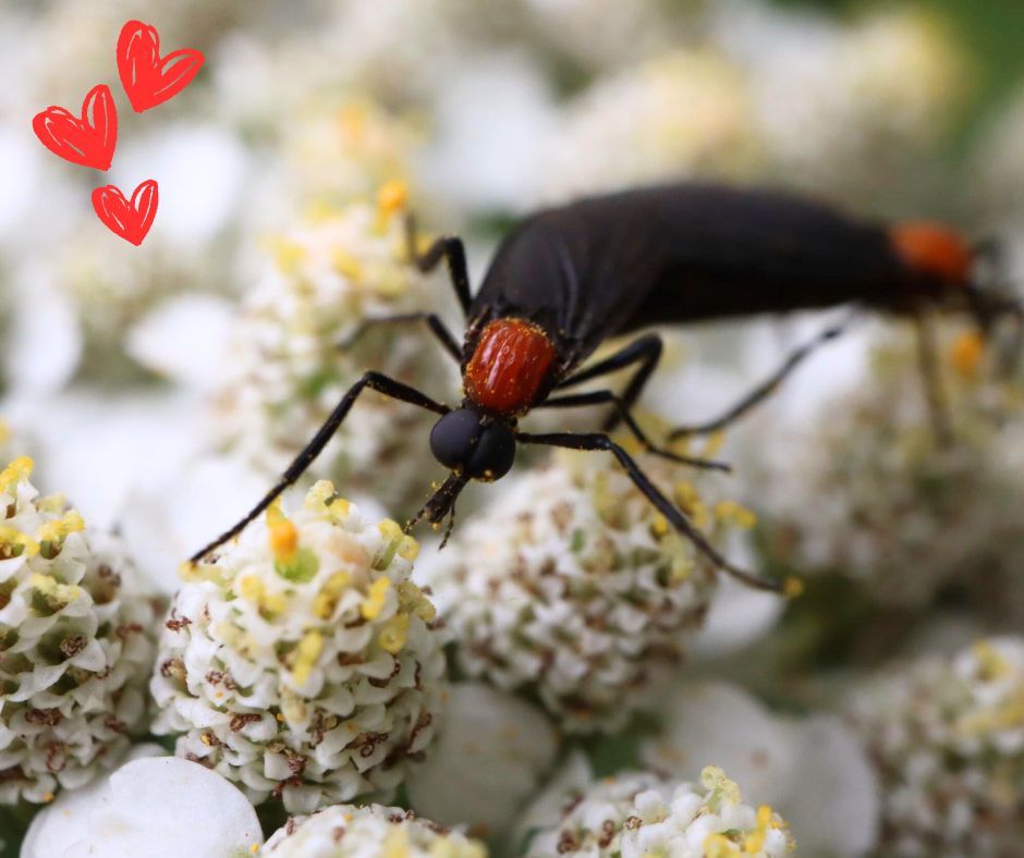 ATECPEST's tweet image. This Valentine&apos;s Day, let ATEC Pest Control help you eliminate those pesky Lovebugs! While love is in the air, these bugs don&apos;t have to be. Contact us today and say goodbye to Lovebugs for good! #ValentinesDay #LoveBugs #ATECPestControl #BugFreeLove