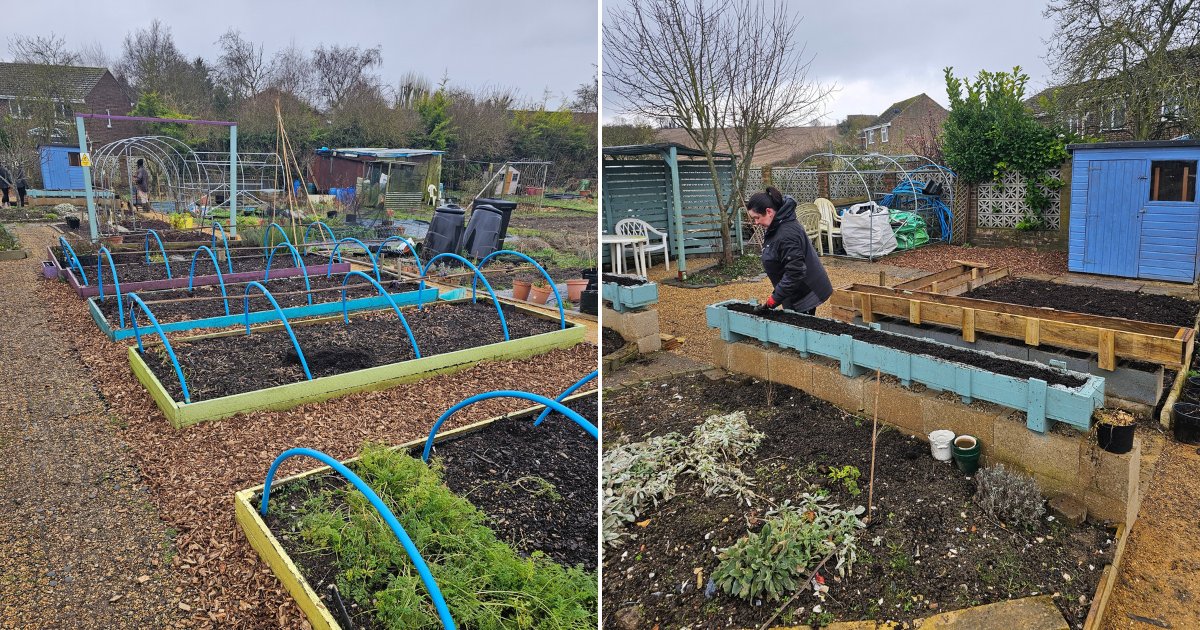 Envar was delighted to donate compost &amp; wood chip to the Dig It Community Allotment, supporting their Big Bed Project🌿With our help, they’ve improve access to two new raised planters, making gardening more accessible for volunteers in wheelchairs and those with limited mobility!