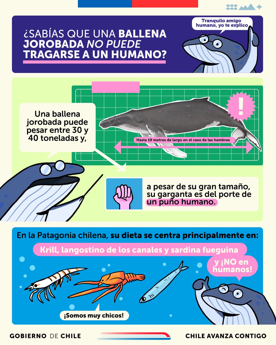 AisenEtcheverry's tweet photo. ¿Viste la noticia de una persona “siendo tragada” por una ballena jorobada? 👀 No es posible que eso pase, y te cuento por qué 👇🏻

Recuerda siempre: 🤚 #AguantaChequeayComparte ✅ https://t.co/Pr3anzuDK6