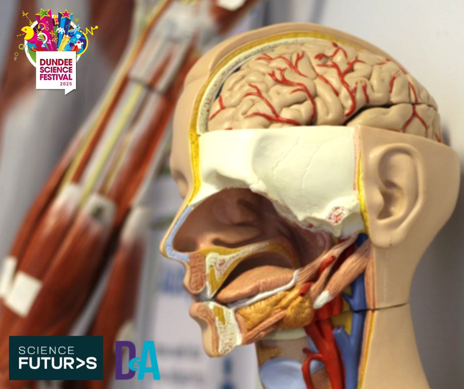 Join Dundee &amp; Angus College at Dundee Science Festival with their exhibit on The Human Body as part of the Science Futures Project, including hands-on activities, VR technology and more!💡

For all event information, visit: dundeesciencecentre.org.uk/dundee-science…
#Dundeesciencefestival
