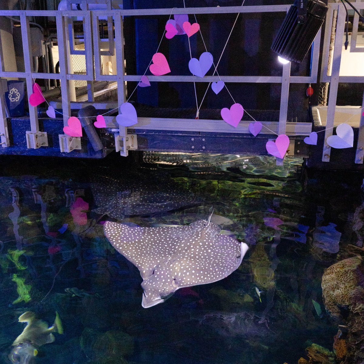 VAAquarium's tweet photo. Happy Valentine's Day! 💘 Our ladies in the Red Sea Aquarium got just the kind of Valentine's meal they deserve with some yummy salmon!

Photos: Mena the zebra shark &amp; our spotted eagle rays swim under a paper heart garland &amp; receive salmon from a Valentine's box by a keeper. https://t.co/8ndAK38nxG