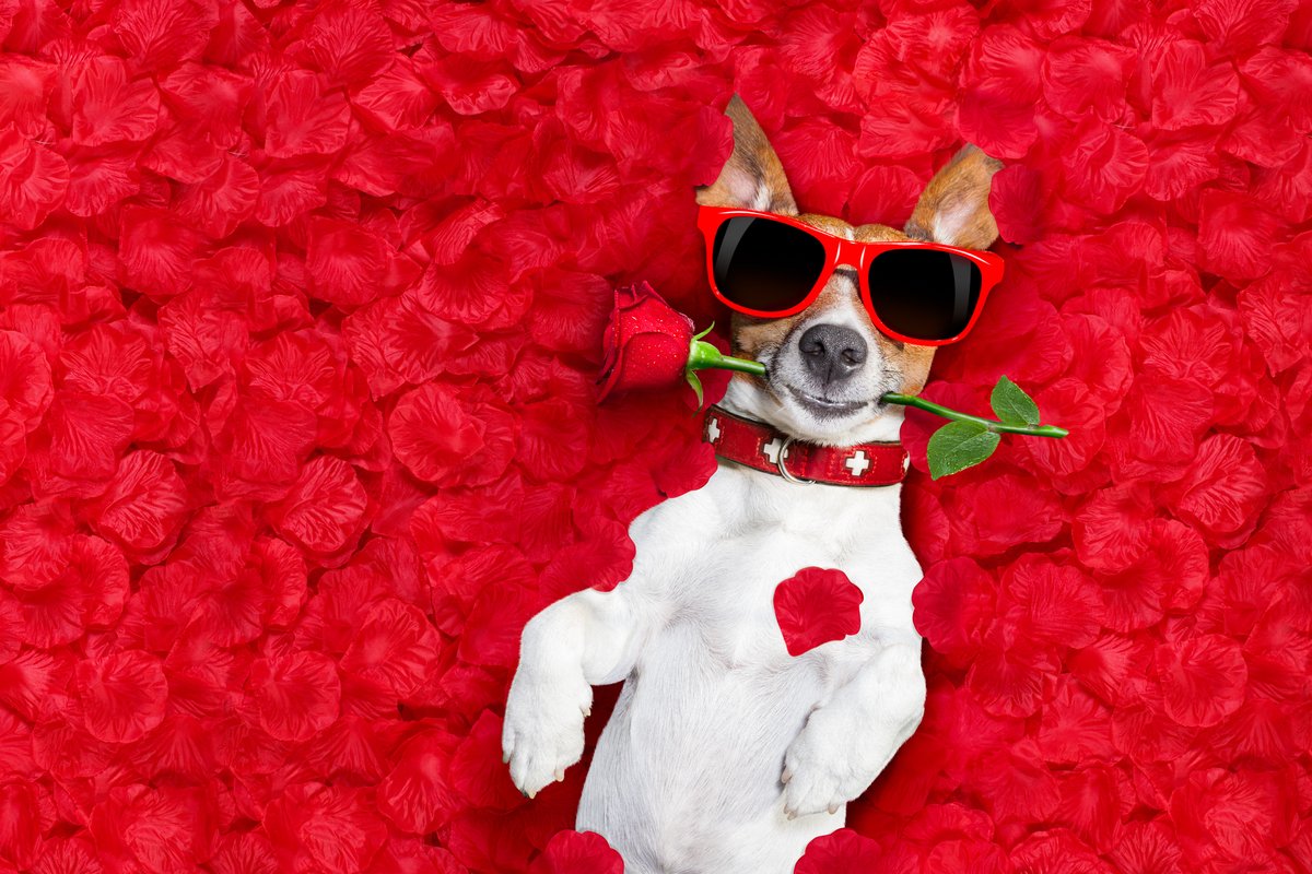 charhooks1's tweet image. ❤️ Happy Valentine’s Day to all our friends and followers! Wishing you a day full of love and kindness from everyone here at the agency!