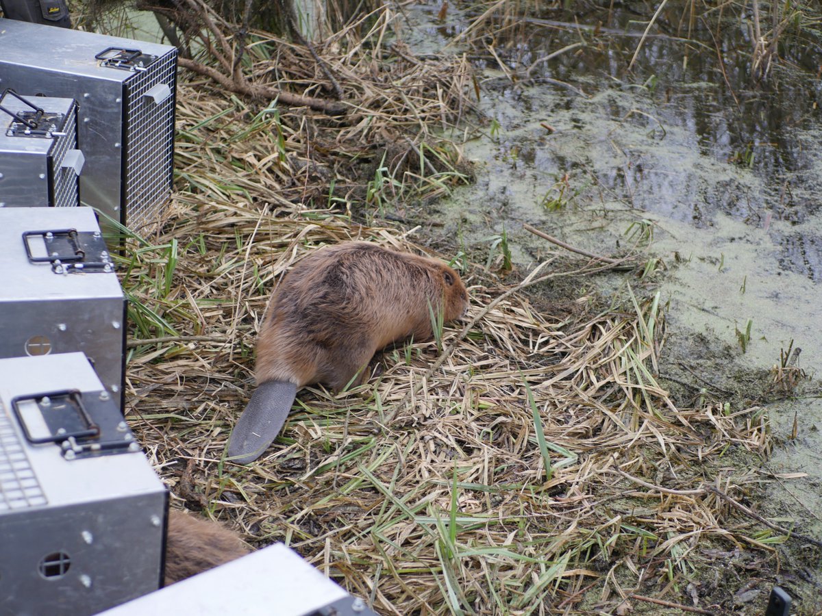 TheCrownEstate's tweet image. 🦫 Please welcome our new, furry residents!🦫
We’re over the moon that after months of careful planning by the @wildlifebcn team, a family of beavers have been released at their new home at the Nene Wetlands next to @RushdenLakesSC shopping centre.