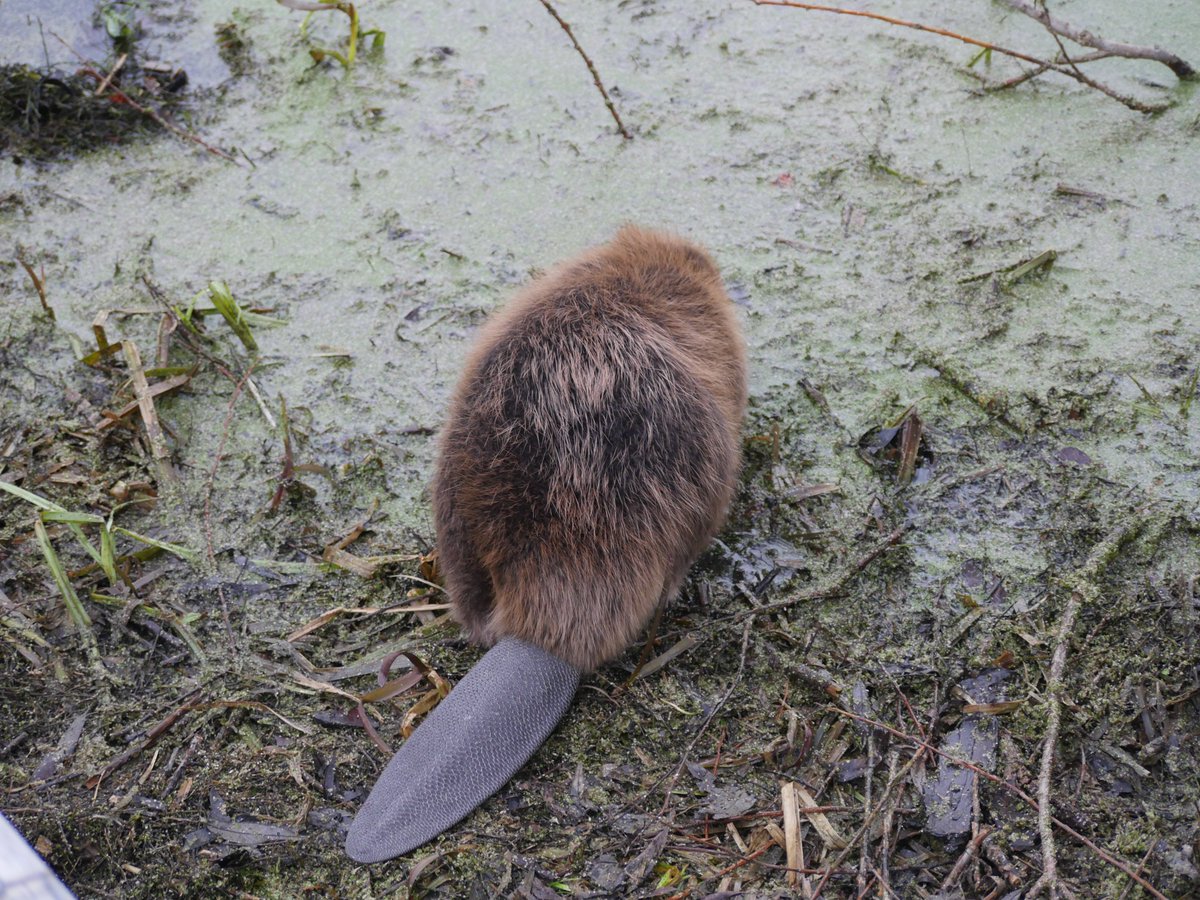 The Crown Estate (@thecrownestate) on Twitter photo 🦫 Please welcome our new, furry residents!🦫
We’re over the moon that after months of careful planning by the <a href="/wildlifebcn/">The Wildlife Trust for Beds, Cambs & Northants</a> team, a family of beavers have been released at their new home at the Nene Wetlands next to <a href="/RushdenLakesSC/">Rushden Lakes 🌊</a> shopping centre. 🦫 Please welcome our new, furry residents!🦫
We’re over the moon that after months of careful planning by the <a href="/wildlifebcn/">The Wildlife Trust for Beds, Cambs & Northants</a> team, a family of beavers have been released at their new home at the Nene Wetlands next to <a href="/RushdenLakesSC/">Rushden Lakes 🌊</a> shopping centre.