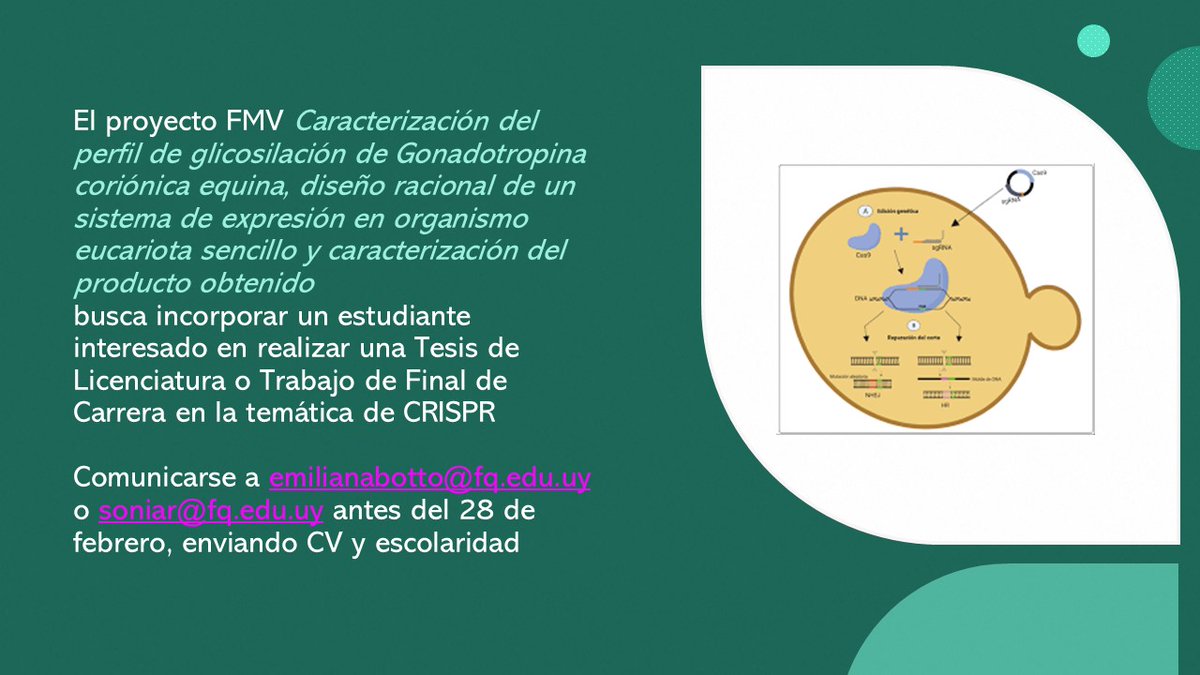📢🔬¡Oportunidad Tesis de Grado!🦠

“Caracterización del perfil de #glicosilación de #Gonadotropina coriónica equina, diseño racional de un sistema de expresión en organismo #eucariota sencillo y caracterización del producto obtenido”

<a href="/FqUdelar/">.</a>
#microbiología #RNA #CRISPR