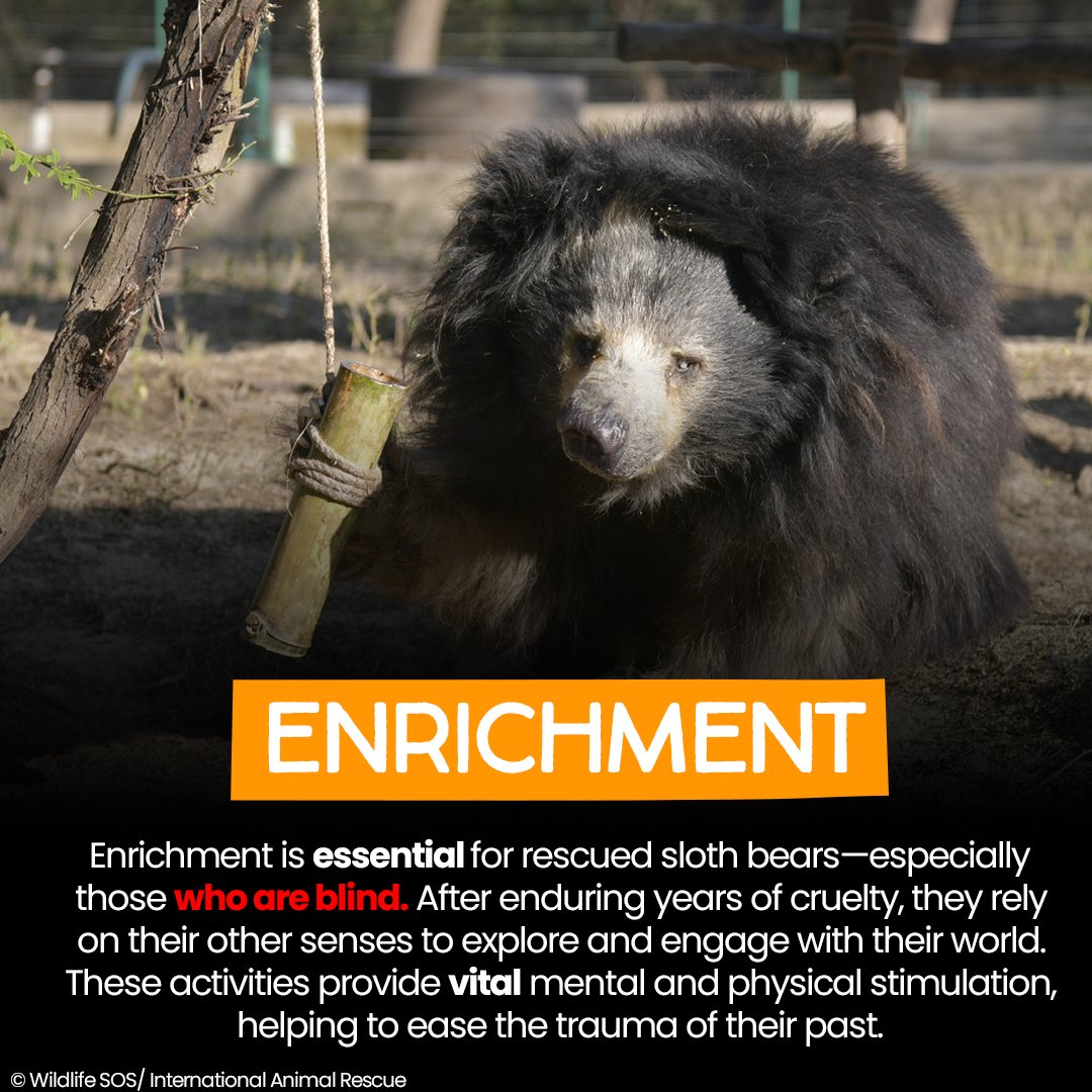 International Animal Rescue tweet media