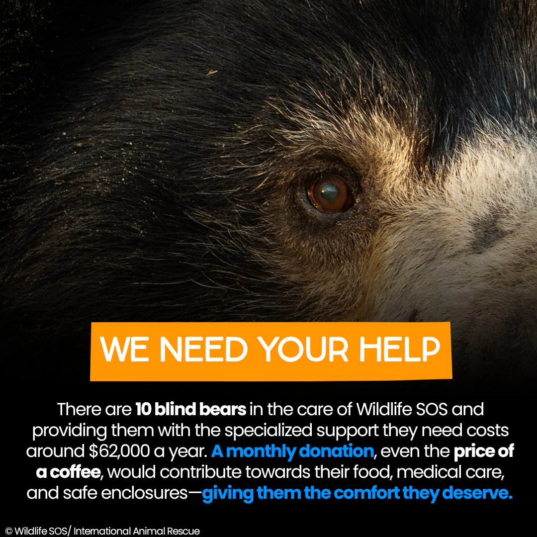 A monthly gift may seem small—but for a blind bear, it means everything. internationalanimalrescue.org/appeal/blindbe…

Right now, 10 blind bears need lifelong care. They require specialized enclosures, regular medical check-ups, and carefully managed diets to keep them safe and healthy. 

#bears