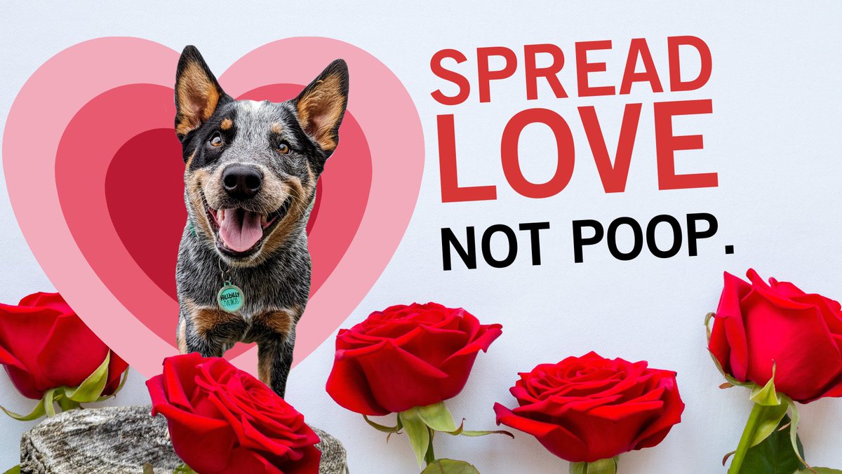 WhatcomCoPWA's tweet image. Show your love for our parks and trails. Scoop it, bag it, AND trash it! 
Learn more: whatcomcounty.us/ScoopPoop
#ScoopItBagItTrashIt 
#SpreadLoveNotPoop