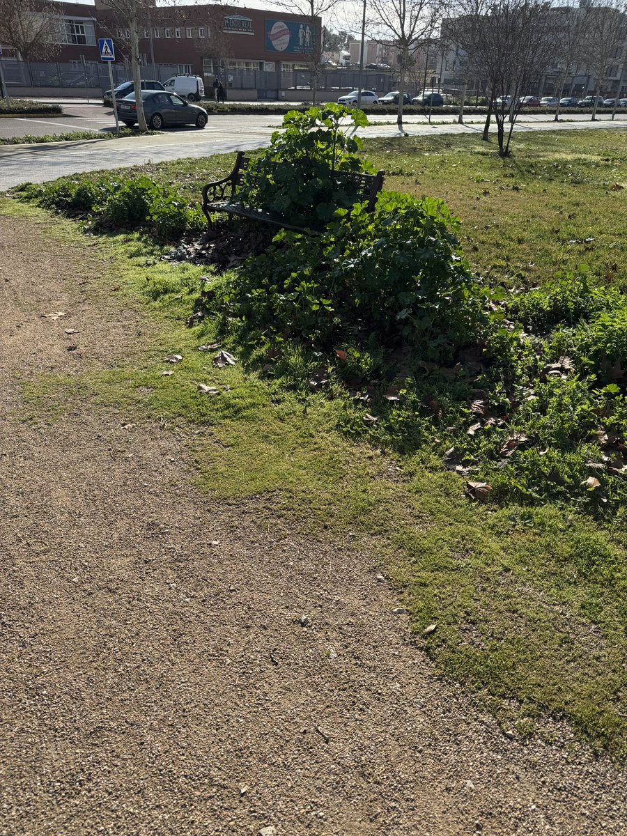 rollandrockss's tweet photo. @medambientebjz Cuando terminéis con los parques caninos pasaros por los parques para humanos de Cuartón Cortijo que están de pena... Caminos que se pierden entre la maleza, bancos que parecen del Amazonas... No queremos fuentes de 20 chorros, solo que lo que hay esté cuidado y con mantenimiento https://t.co/lfiqoyHUjX