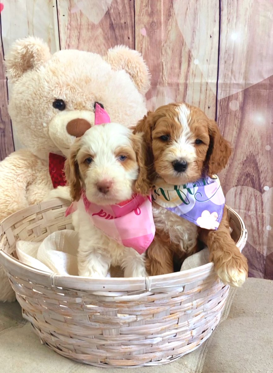 true_doodles's tweet photo. 🐶 Spread the love this Valentine's Day with a new furry friend! ❤️ Reserve a puppy this weekend and get FREE shipping as our gift to you! 🎁 Hurry, offer ends on Feb 16, 2025 at 12pm. Head to https://t.co/dL1nLyRkhd now! #PuppyShipping #ValentinesSpecial #SpreadLove https://t.co/A2cpbS7oKK