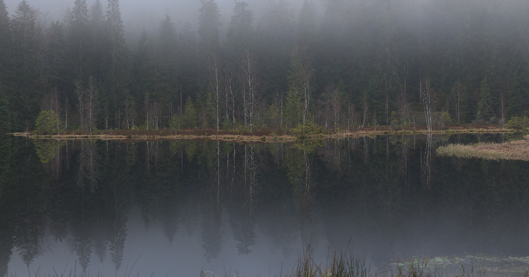 nlpschwarzwald's tweet image. Wohl ist alles in der Natur Wechsel, aber hinter dem Wechselnden ruht ein Ewiges.

Johann Wolfgang von Goethe

…ndeskreis-nationalpark-schwarzwald.de/erweiterung/
#Nationalpark #Schwarzwald  #Lückenschluss #bawü #Wildnis #Schlusslicht #Klimawandel #Artenvielfalt #Biodiversität #Totholz #Buhlbachsee #Wildnis