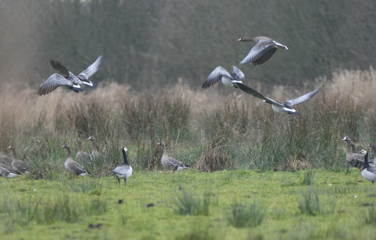 Peter Kortekaas (@peter_kortekaas) on Twitter photo Vandaag een bezoek gebracht aan het weidevogelgebied. Goed wandelweer en lekker rustig. Nog geen spoor van grutto's, kieviten en wulpen. Maar wel van vele grauwe, kol- en brandganzen.
<a href="/bosw8erLuc/">Luc Roosen</a> Vandaag een bezoek gebracht aan het weidevogelgebied. Goed wandelweer en lekker rustig. Nog geen spoor van grutto's, kieviten en wulpen. Maar wel van vele grauwe, kol- en brandganzen.
<a href="/bosw8erLuc/">Luc Roosen</a>