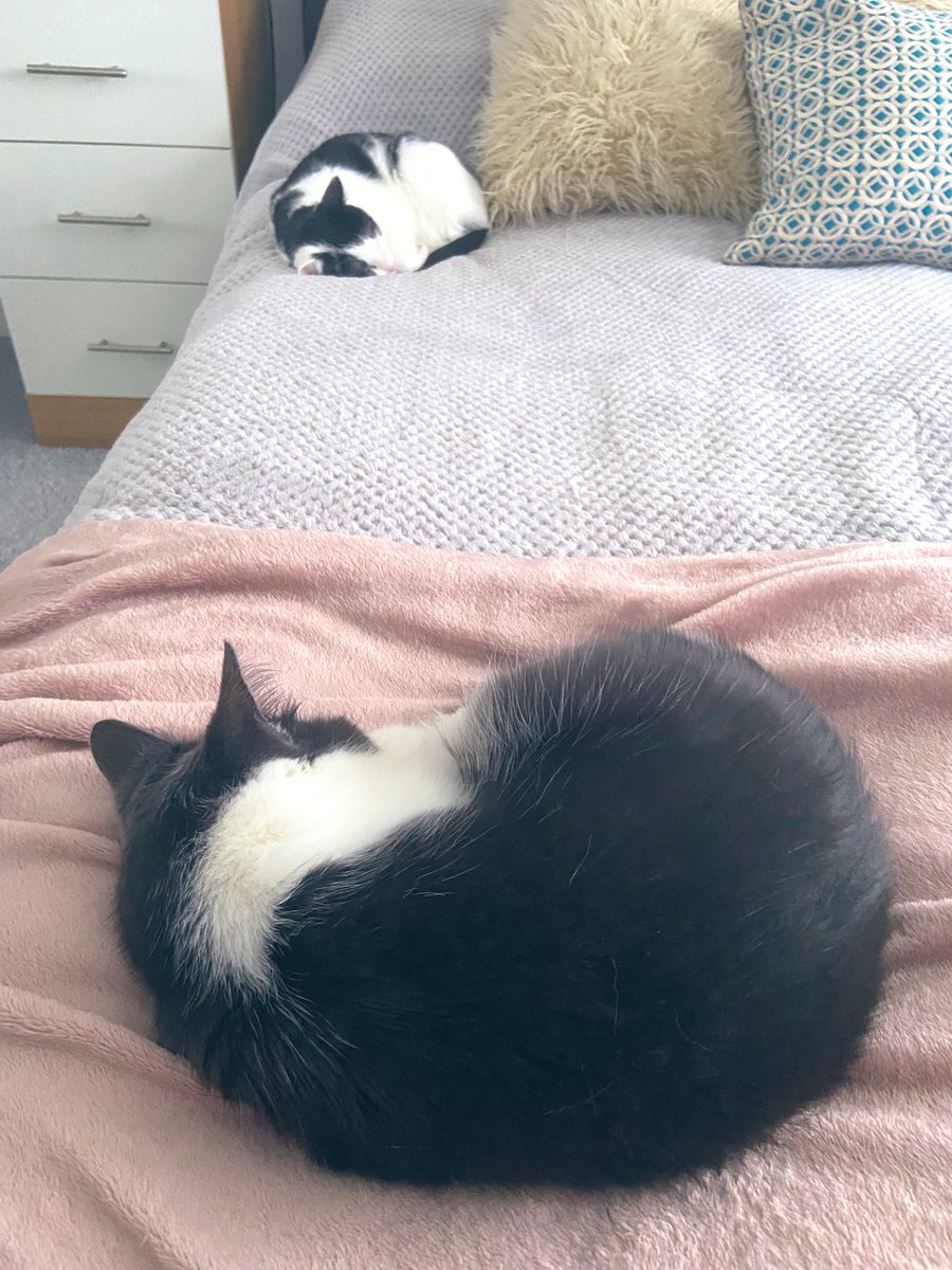 EvieFreddie's tweet image. We’ve shared the bed again today 😻

#cats #CatsOfTwitter #Valentinesday2025 #FridayVibes