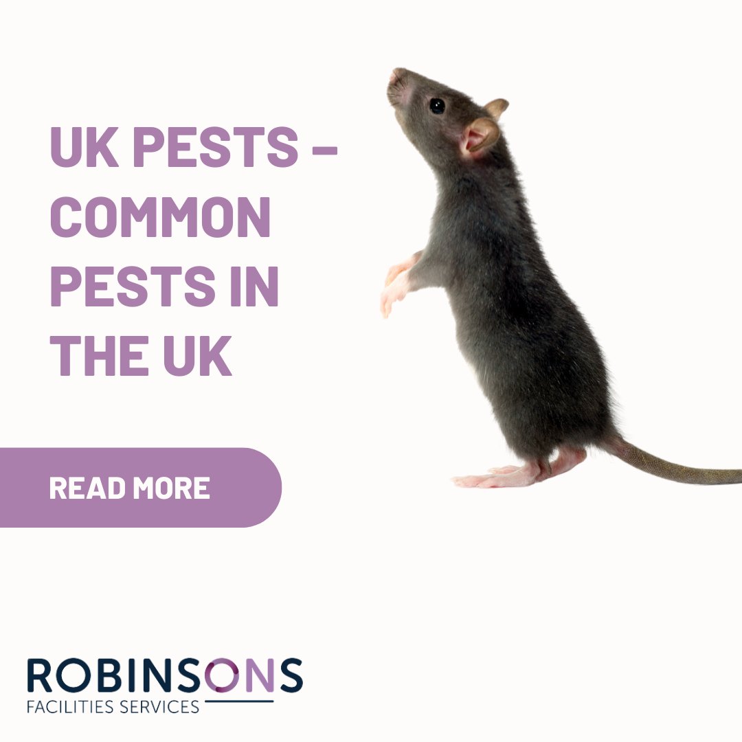 Robinsons_FS's tweet photo. Is your business at risk from pests? From rodents and cockroaches to bed bugs and wasps, pests can cause serious disruption. Don't wait until it's too late—take control now.

https://t.co/hWf4h24fao

#pestcontrol #ukpests #rodentprevention #commercialcleaning https://t.co/q4ET9MzzfI