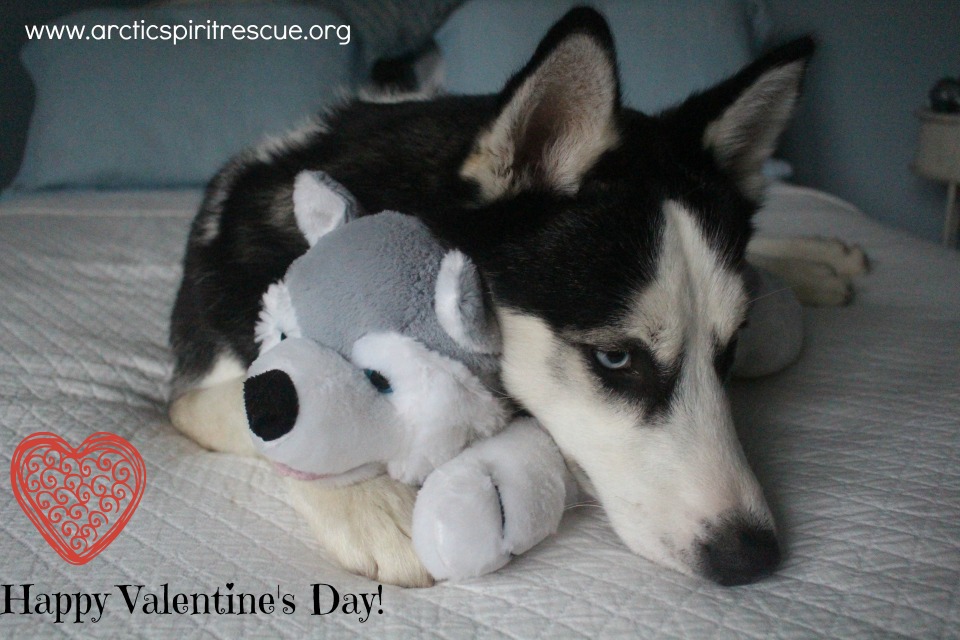 #bemyvalentine #HappyValentinesDay #malamute #malamutelove #rescuedog