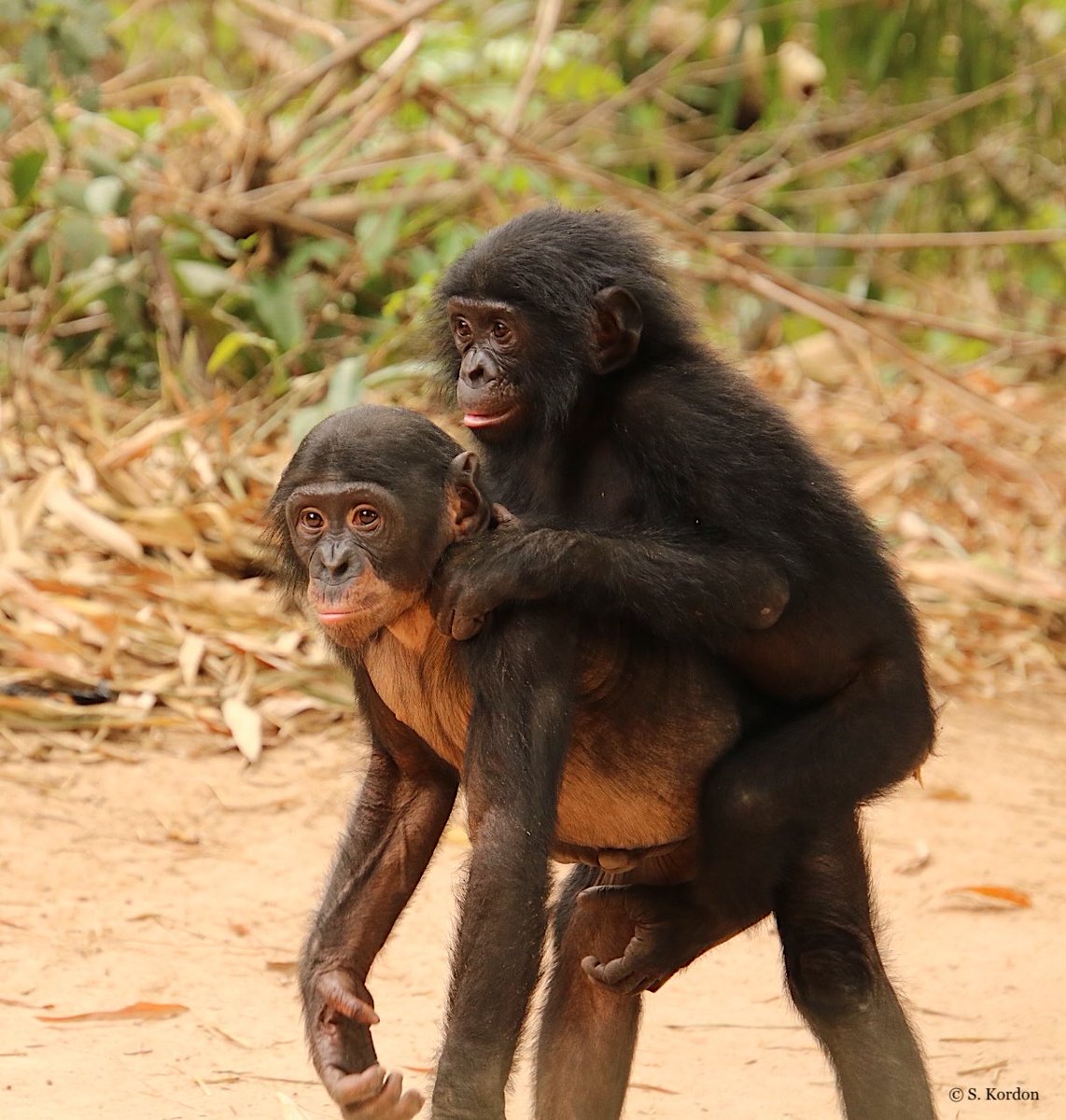 Stephanie Kordon (@stephaniekordon) on Twitter photo Valentine’s Day? Even better: Happy #WorldBonoboDay! Let’s spread some love to our closest living cousins (besides chimps) and support crucial conservation efforts! These two friends are given a second chance at the world’s only bonobo sanctuary in D.R. Congo <a href="/Lola_ya_Bonobo/">Friends of Bonobos</a>. Valentine’s Day? Even better: Happy #WorldBonoboDay! Let’s spread some love to our closest living cousins (besides chimps) and support crucial conservation efforts! These two friends are given a second chance at the world’s only bonobo sanctuary in D.R. Congo <a href="/Lola_ya_Bonobo/">Friends of Bonobos</a>.