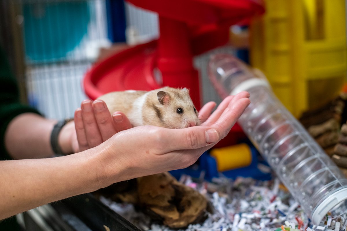 Westgarth Anthrozoology Group (@waglabliv) on Twitter photo Under 2 weeks left to apply for <a href="/LivUni_IVES/">Inst of Infection Veterinary & Ecological Sciences</a> fantastic PhD opportunity to investigate the impact of small furry pets on owner wellbeing, in collaboration with the great <a href="/WoodgreenPets/">Woodgreen Pets Charity</a> findaphd.com/phds/project/r… Under 2 weeks left to apply for <a href="/LivUni_IVES/">Inst of Infection Veterinary & Ecological Sciences</a> fantastic PhD opportunity to investigate the impact of small furry pets on owner wellbeing, in collaboration with the great <a href="/WoodgreenPets/">Woodgreen Pets Charity</a> findaphd.com/phds/project/r…